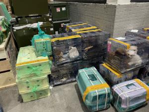 飞机备降是什么意思？