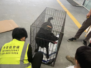 成都宠物托运流程