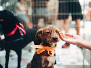 宠物有氧舱托运