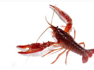 成都今日达航空货运之小龙虾篇