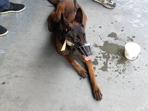 马犬航空托运的打包过程分享